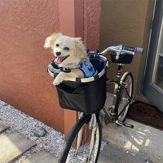 Velo-panier-avec-petit-chien